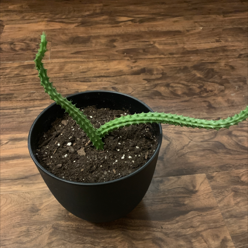Photo of the plant species Huernia macrocarpa by @Grizzi named Gomez on Greg, the plant care app