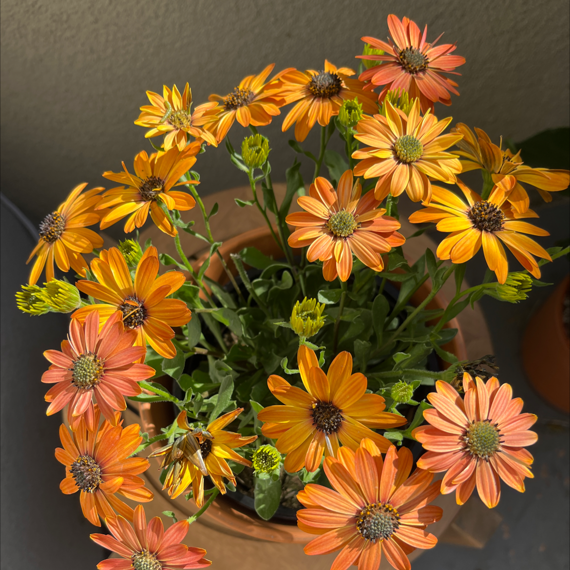 Van Staden's river daisy with vibrant orange flowers in a pot.