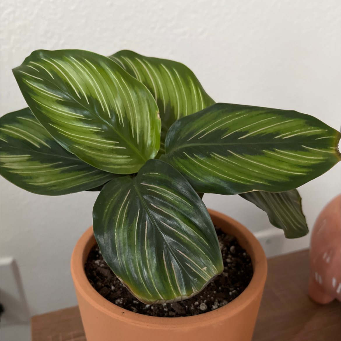Pinstripe Calathea plant in a terracotta pot with healthy striped leaves.