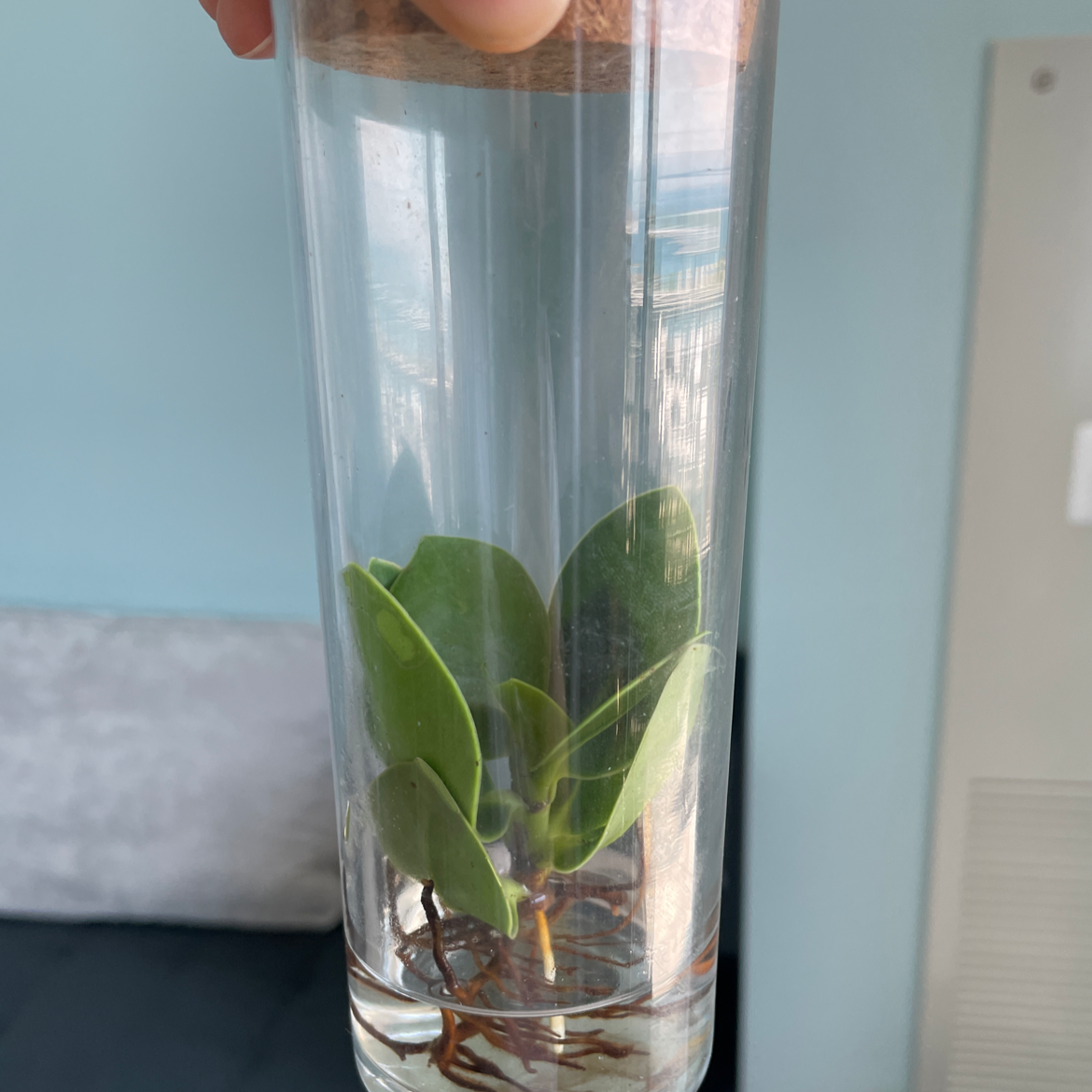 Young Autograph Tree in a transparent container with water, showing green leaves and roots.