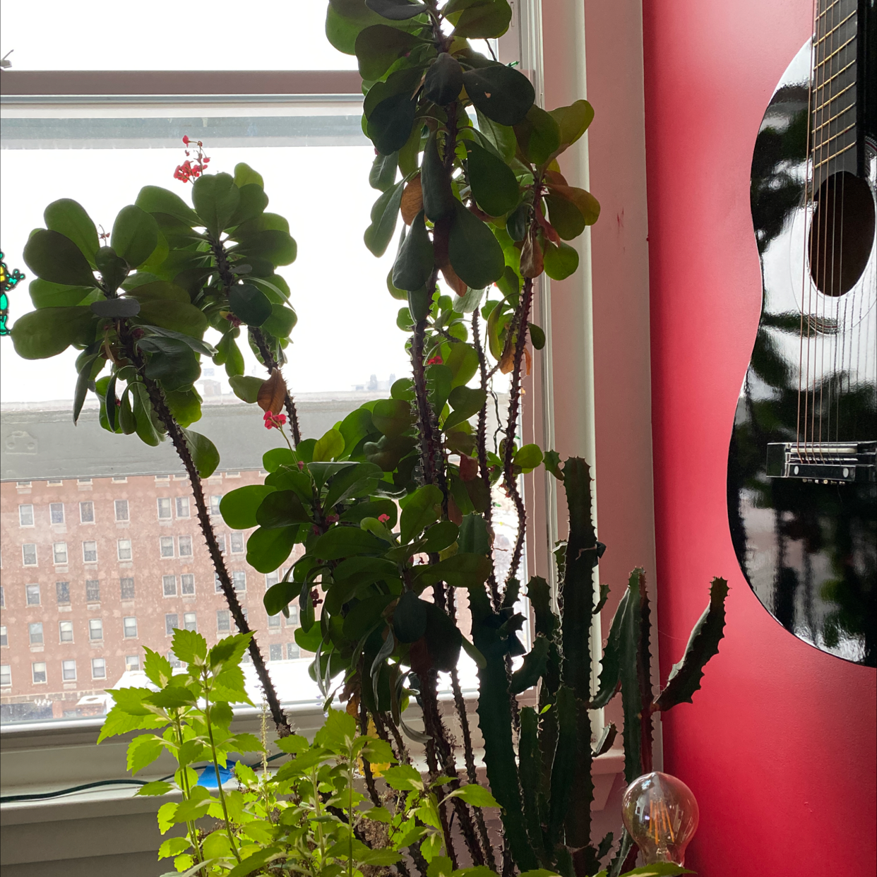 Healthy Crown of Thorns houseplant with vibrant green leaves and clusters of small red flowers growing near a window.