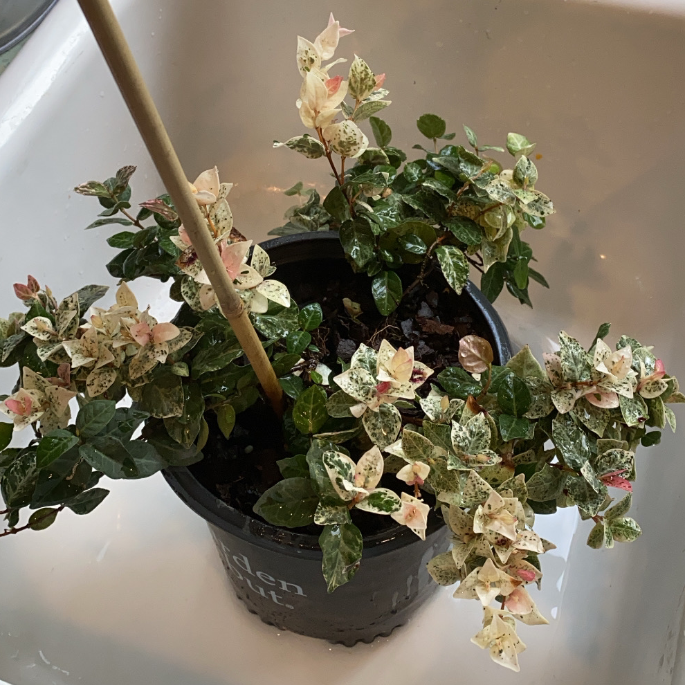 Potted Asian Jasmine plant with variegated leaves, some with pinkish hues.