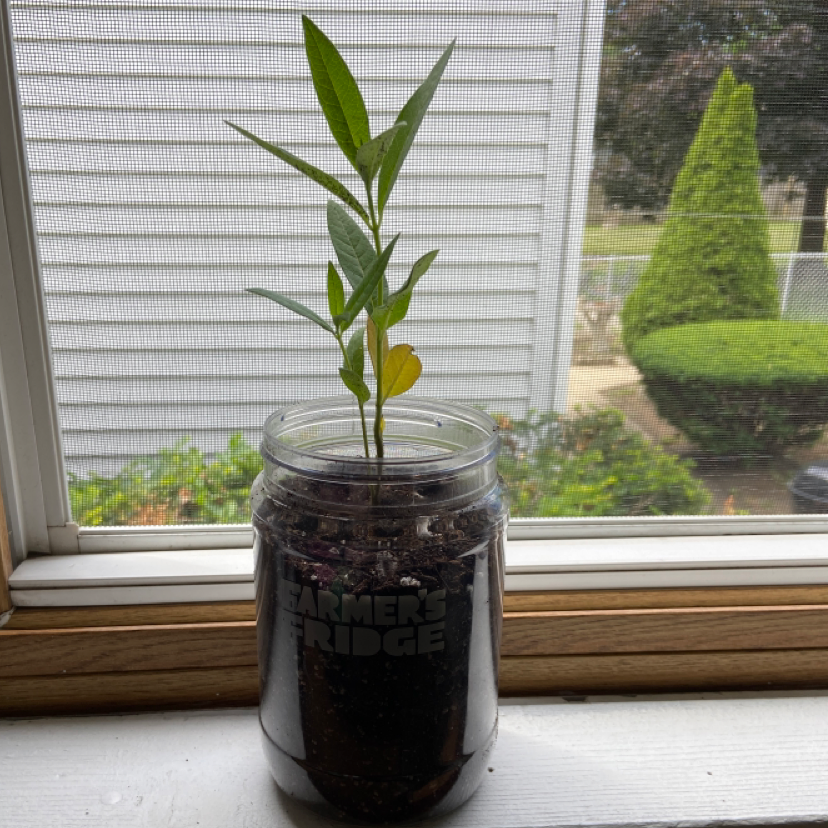 Young Common Milkweed plant in a jar on a windowsill with one yellowing leaf.