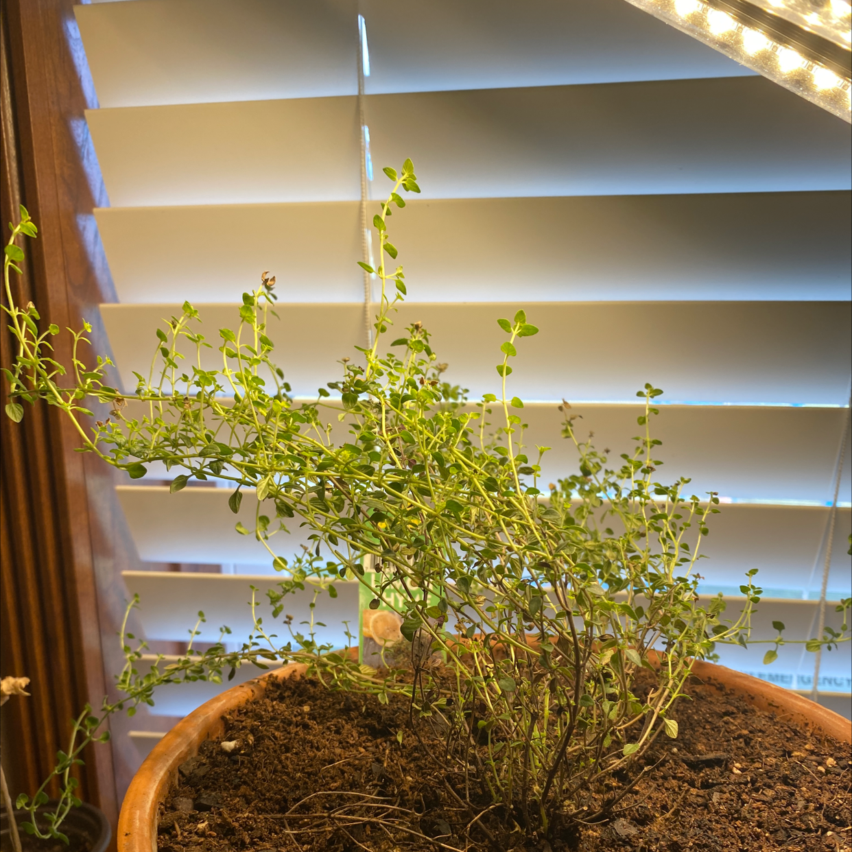 Lemon Thyme plant photo by @Alexandyr124 named Lillith on Greg, the plant care app.