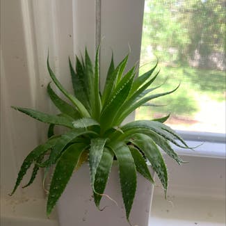 Broad-leaved aloe plant in Nashville, Tennessee