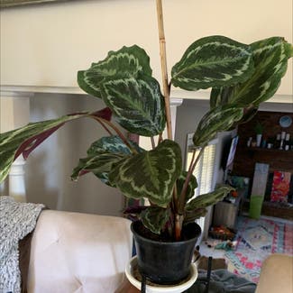Rose Calathea plant in Nashville, Tennessee