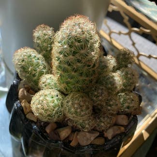 Lady Finger Cactus plant in Nashville, Tennessee