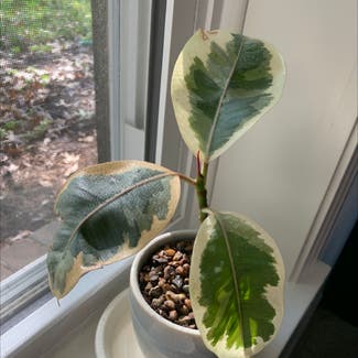 Rubber Plant plant in Nashville, Tennessee