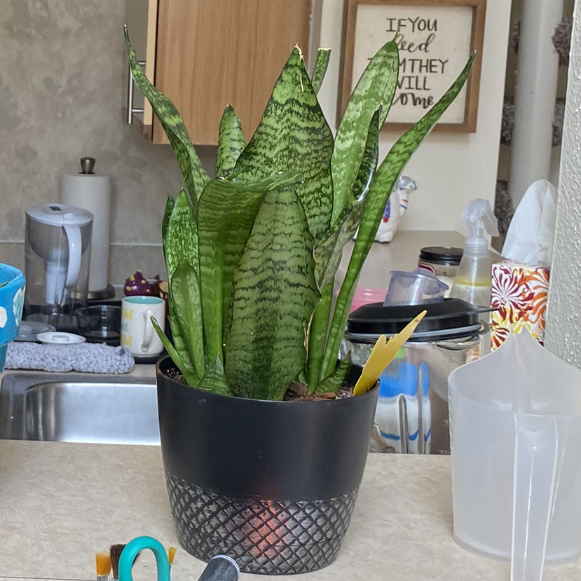 Snake Plant plant photo by Peyton named Rasheeda on Greg, the plant care app.
