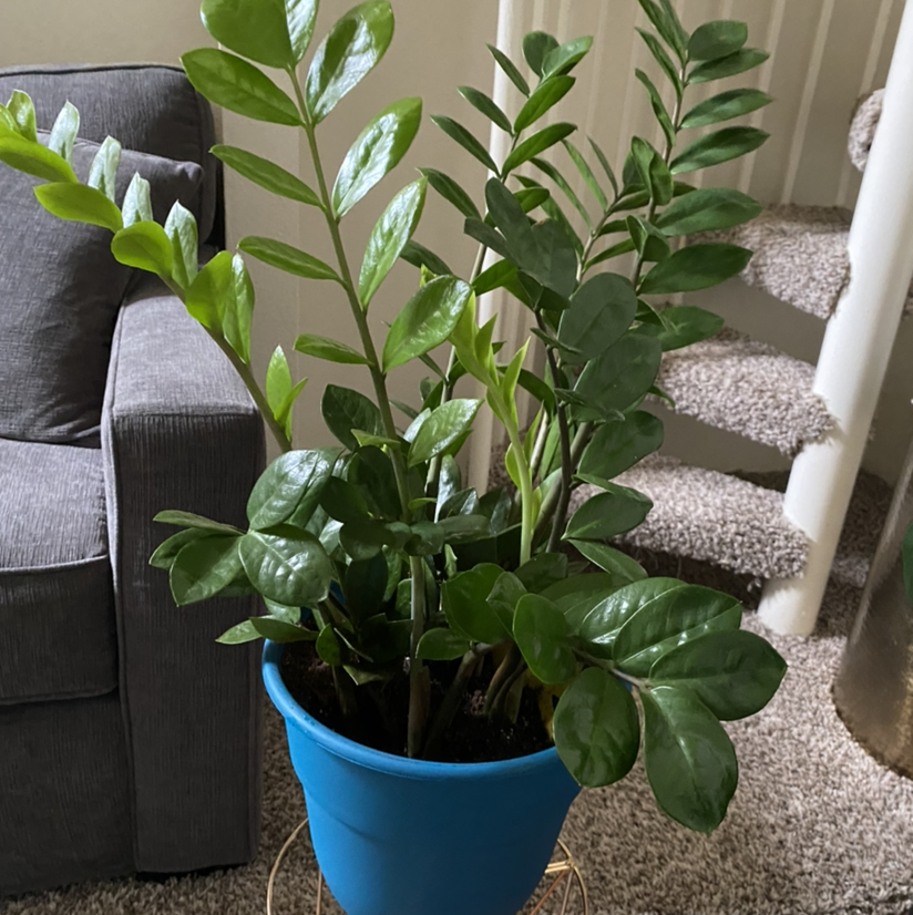 Zamioculcas Zamiifolia plant photo by Peyton named Kent on Greg, the plant care app.