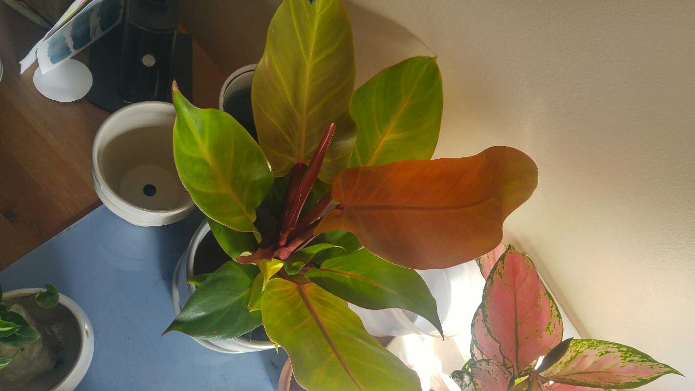 McColley's Finale plant with vibrant green and reddish leaves, partially visible soil.