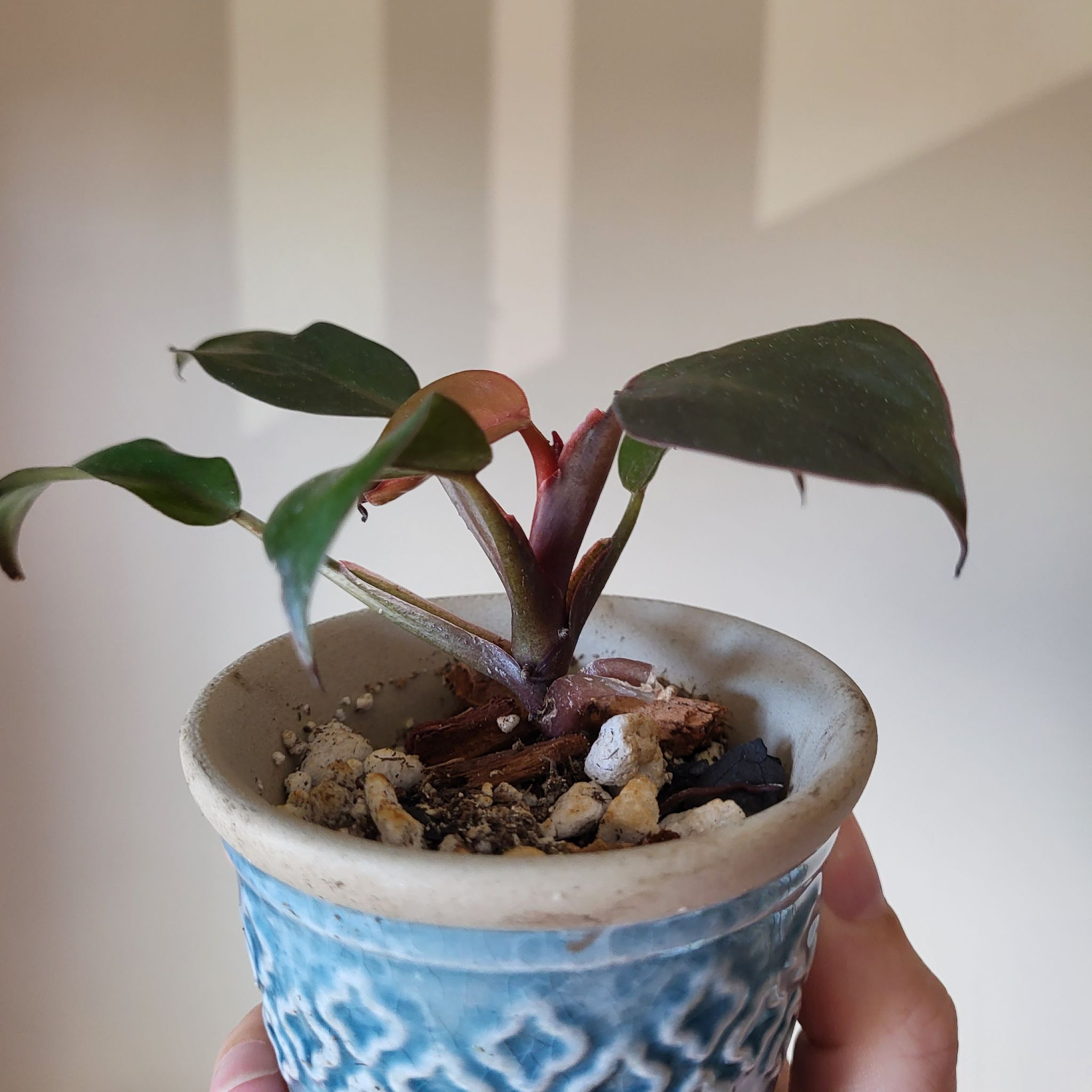 Potted McColley's Finale plant with visible soil and slight leaf discoloration.