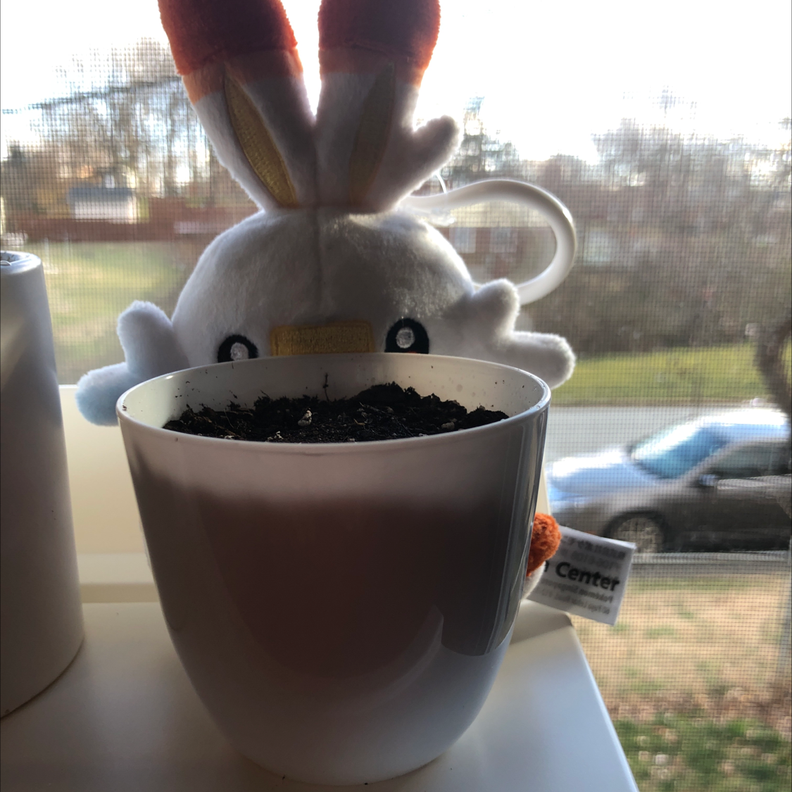 A healthy sunflower seedling with two green seed leaves growing in dark potting soil in a white ceramic mug on a windowsill.