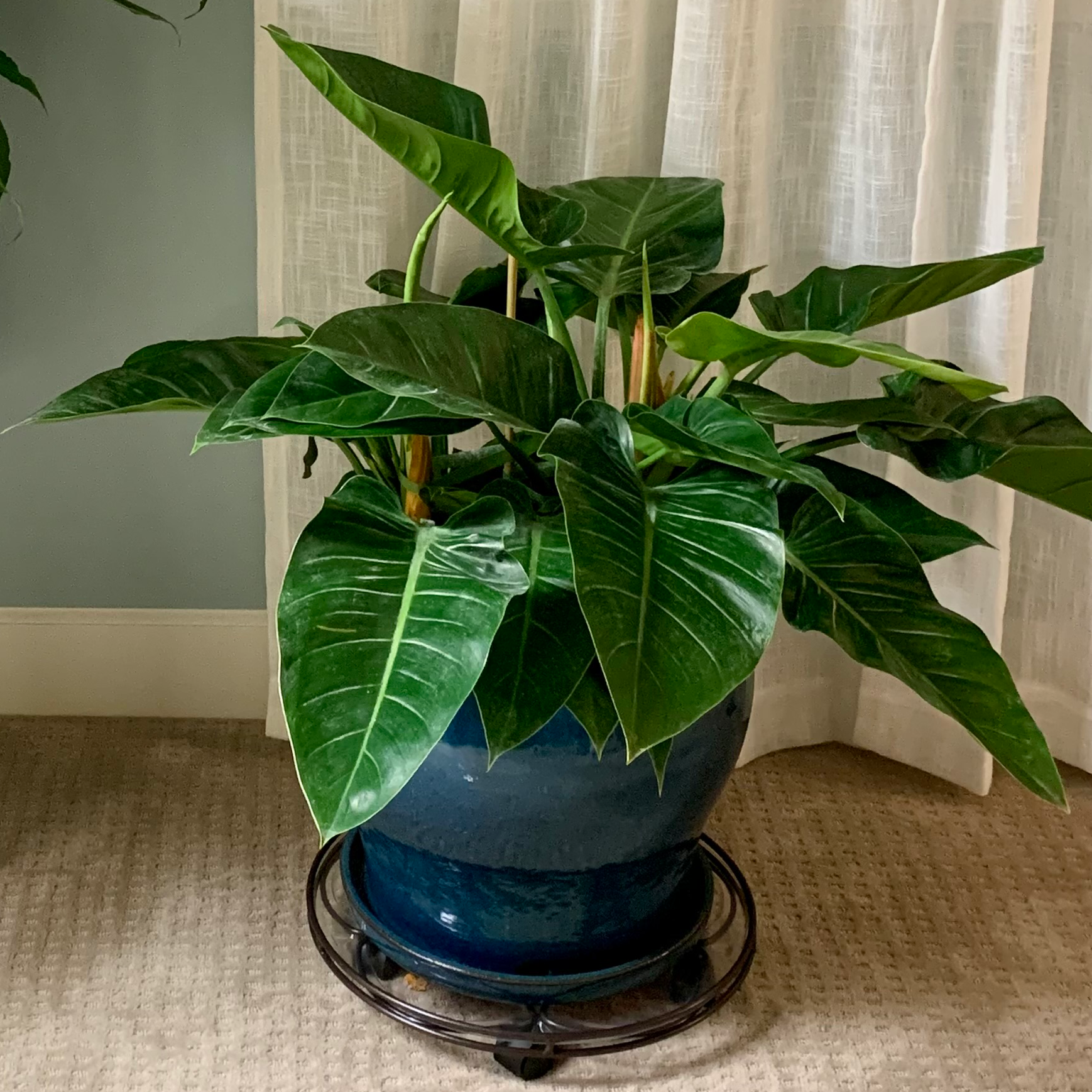 Philodendron 'Imperial Green' in a blue pot with vibrant green leaves.