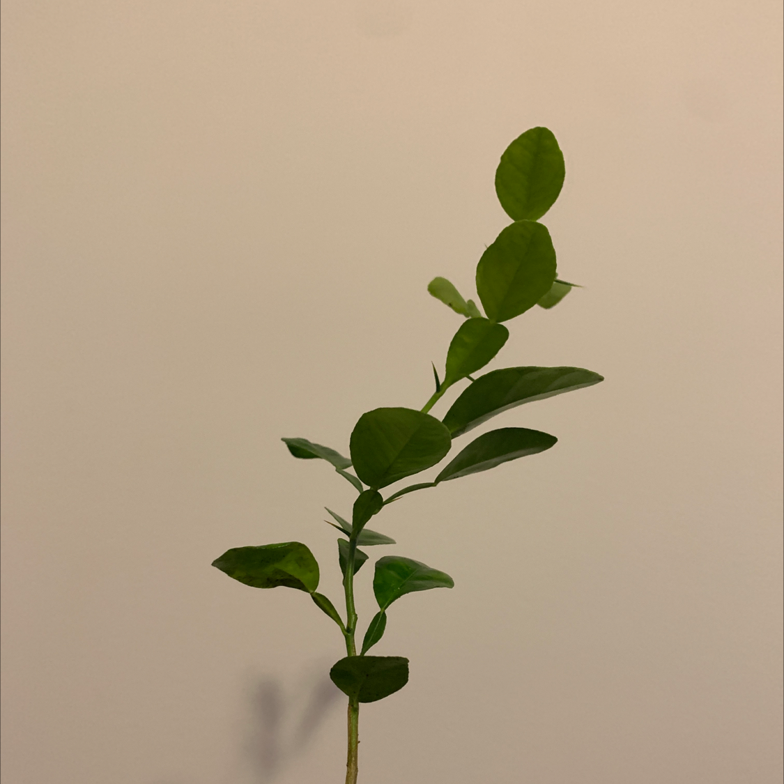 Makrut Lime plant with green leaves against a plain background.