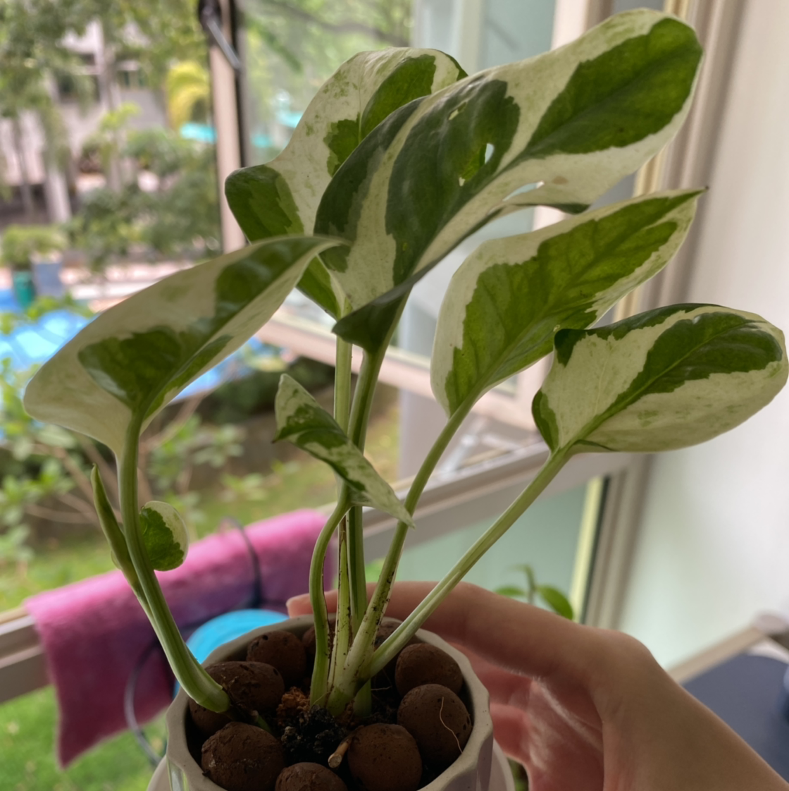 Taro Vine plant photo by @judynotmooody named Momo on Greg, the plant care app.