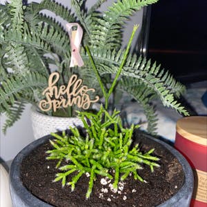 Hairy Stemmed Rhipsalis plant photo by @Missmarrymackk named Harry on Greg, the plant care app.