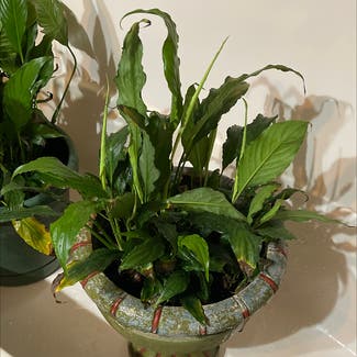 Peace Lily plant in Russellville, Arkansas