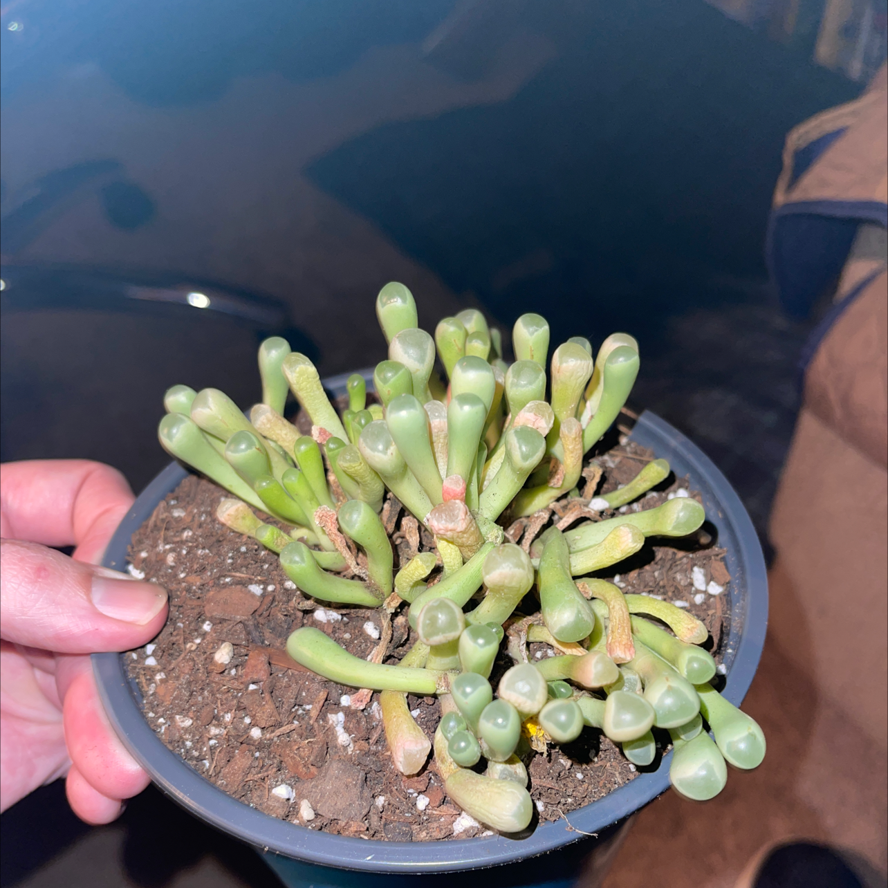 A healthy Baby Toes succulent in a small pot with visible soil.
