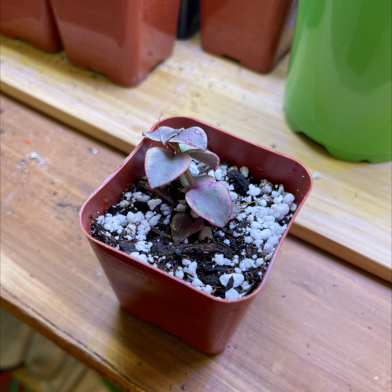 Calico Kitten plant in a red pot with soil and perlite, healthy with purple heart-shaped leaves.