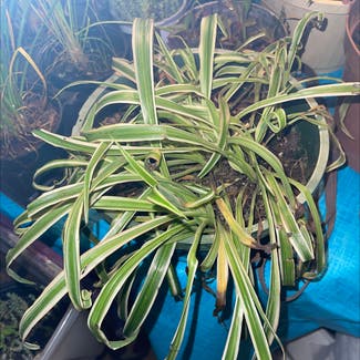 Spider Plant plant in Russellville, Arkansas