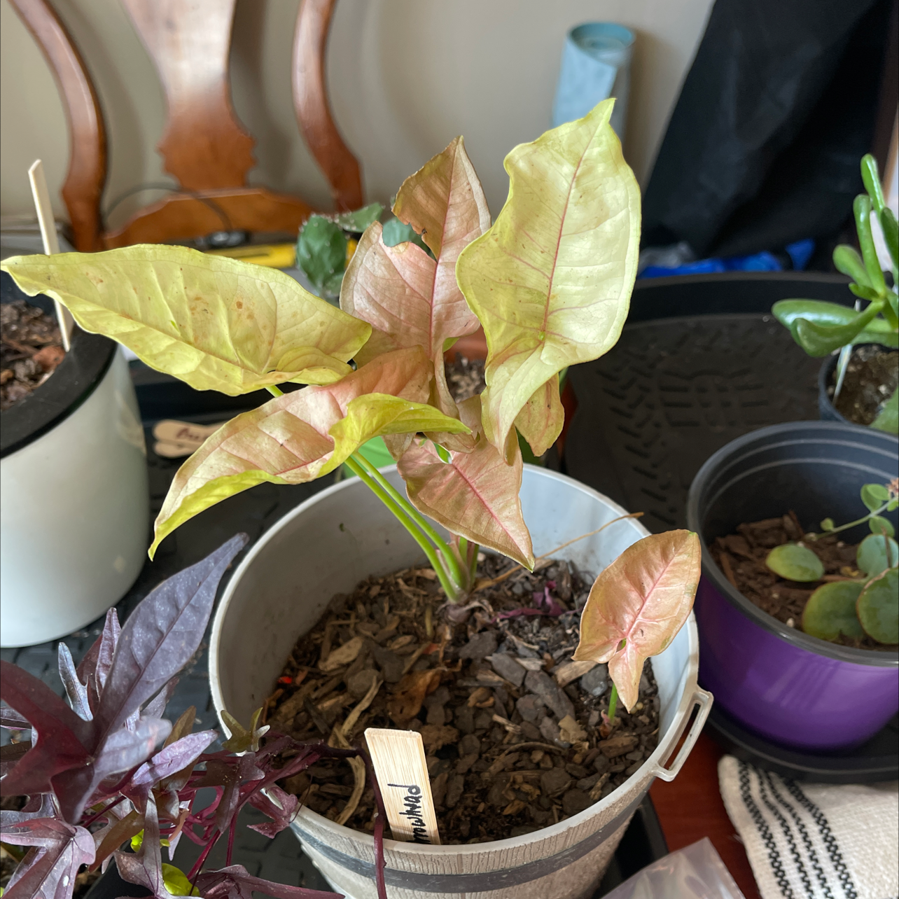 Pink Arrowhead Vine in a pot with some yellowing and browning leaves.