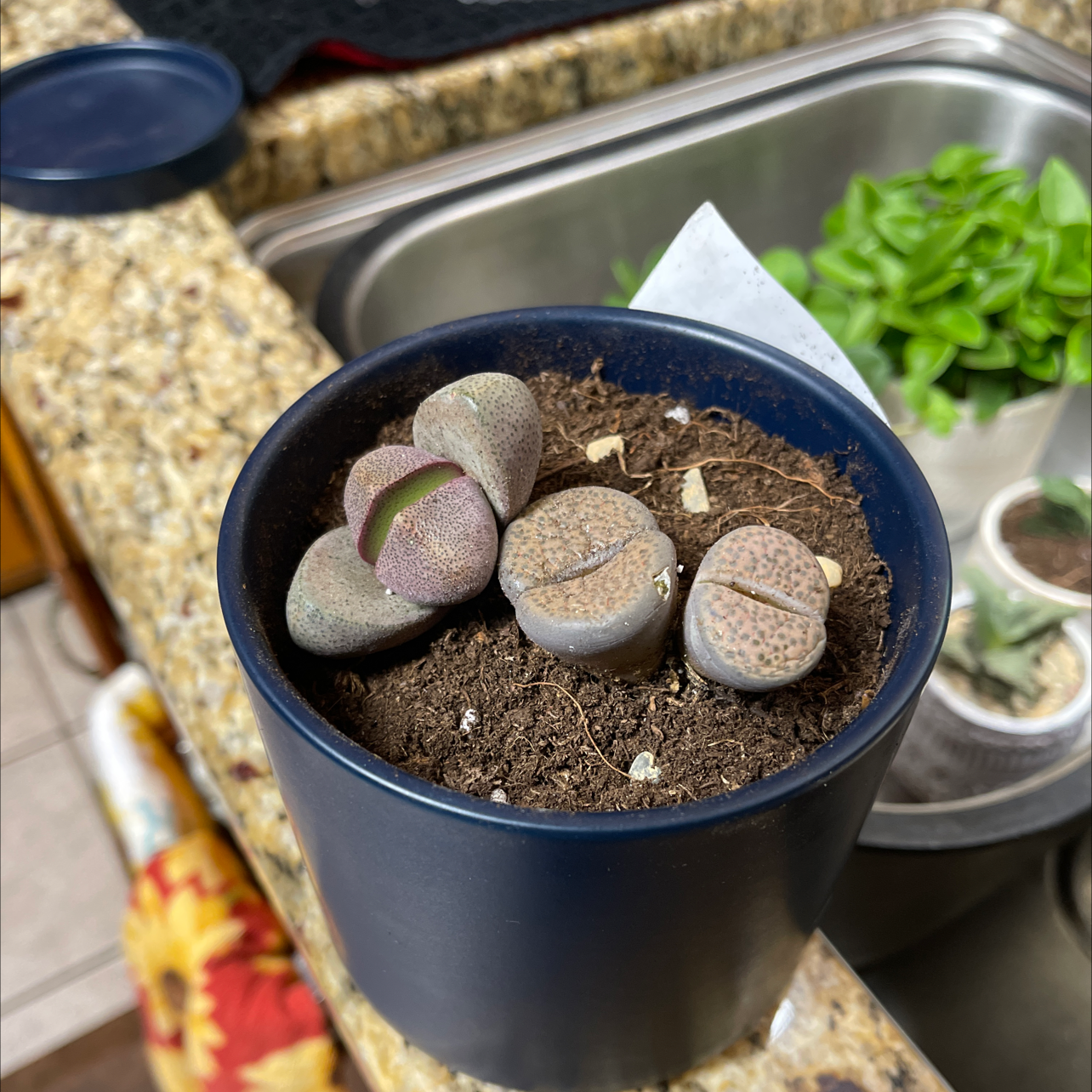 Potted Royal Flush Split Rock plant in good health with visible soil.
