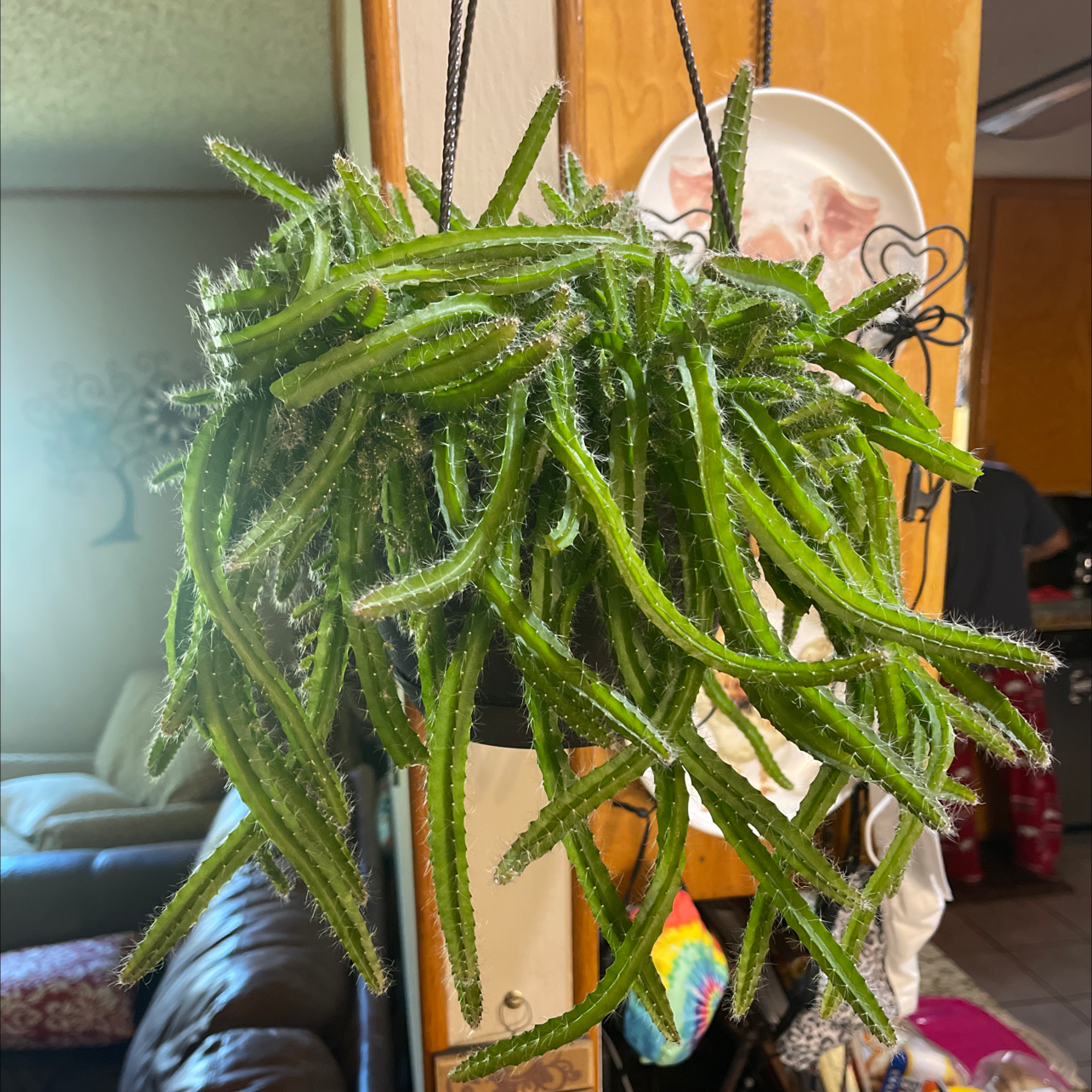 Hanging Dog Tail Cactus with long, green, trailing stems indoors.
