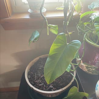 Heartleaf Philodendron plant in Russellville, Arkansas