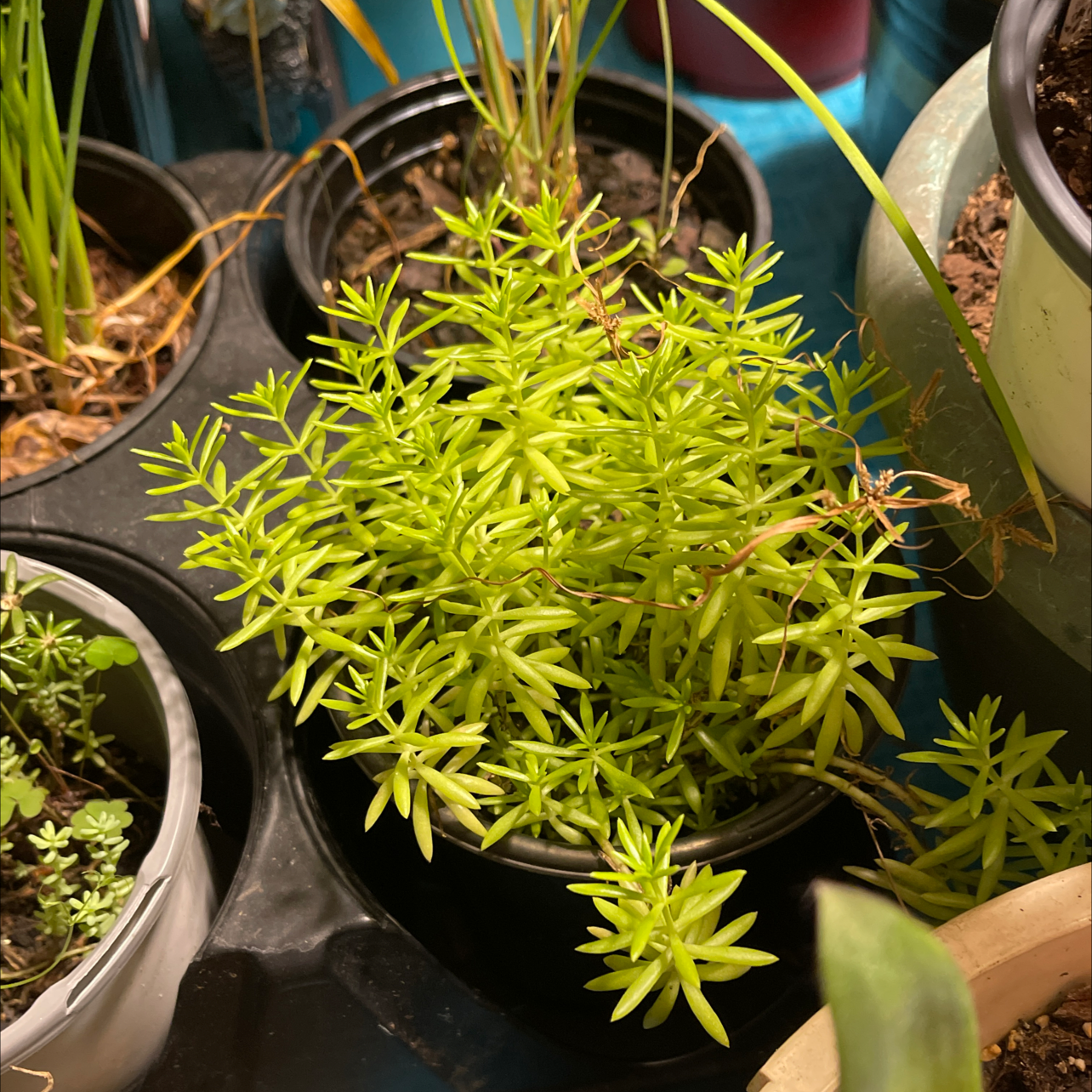 Healthy Carpet Sedum plant in a small pot with visible soil.