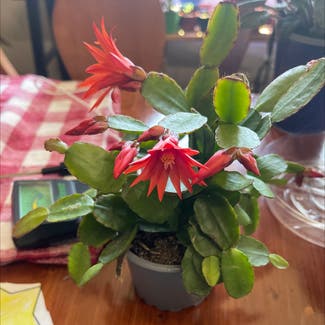 Easter Cactus plant in Russellville, Arkansas