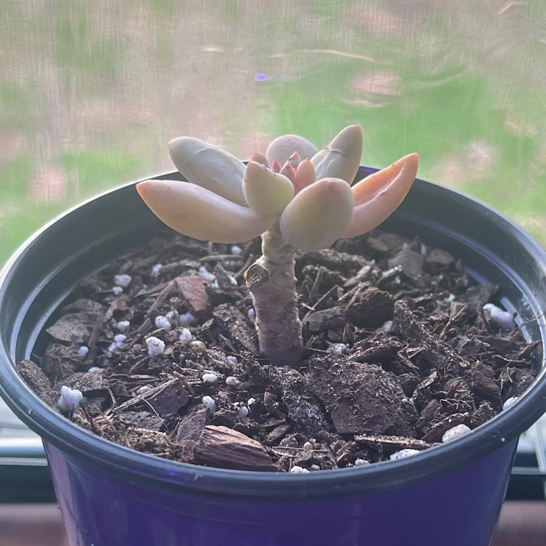 Pachysedum 'Ganzhou' succulent in a purple pot with visible soil.