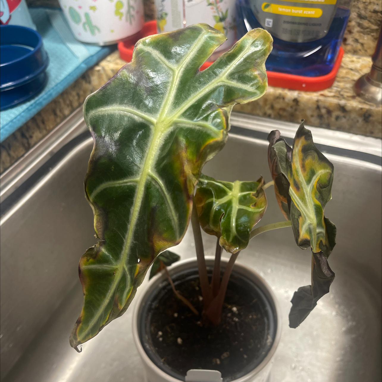 Alocasia Amazonica 'Polly' plant with yellowing and browning leaves in a pot placed in a sink.