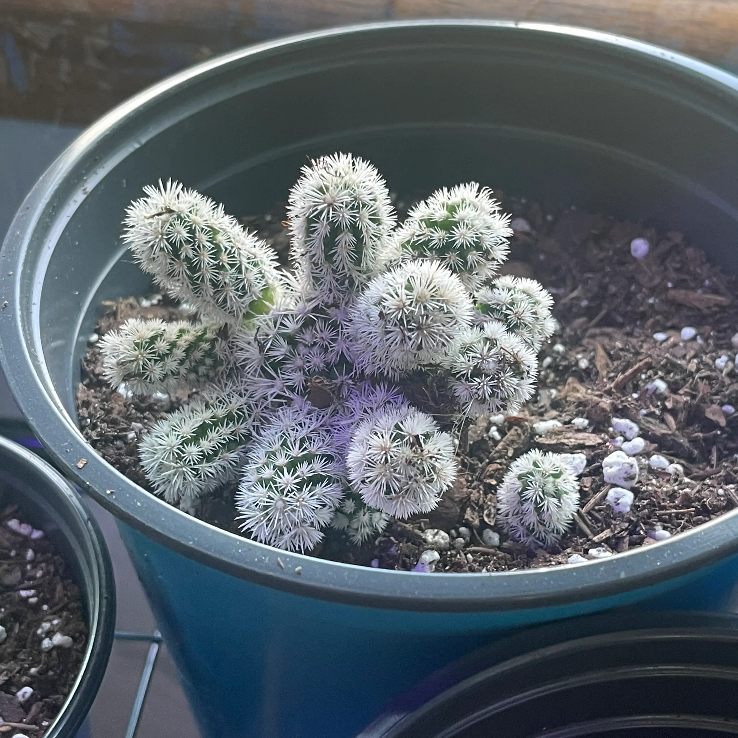 Thimble Cactus in a pot with visible soil, well-framed and in focus.