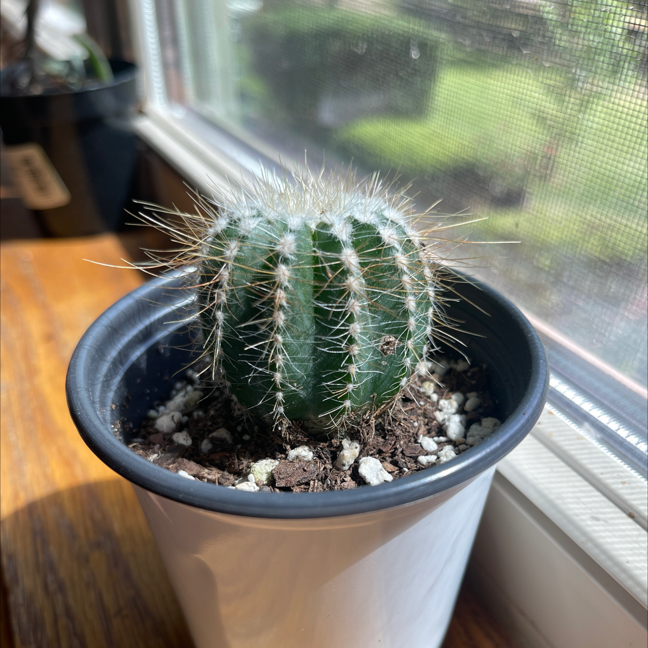 Balloon Cactus in a small pot on a windowsill, healthy and well-drained soil.