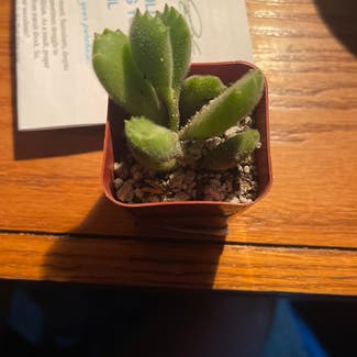 Bear's Paw Succulent plant in Russellville, Arkansas