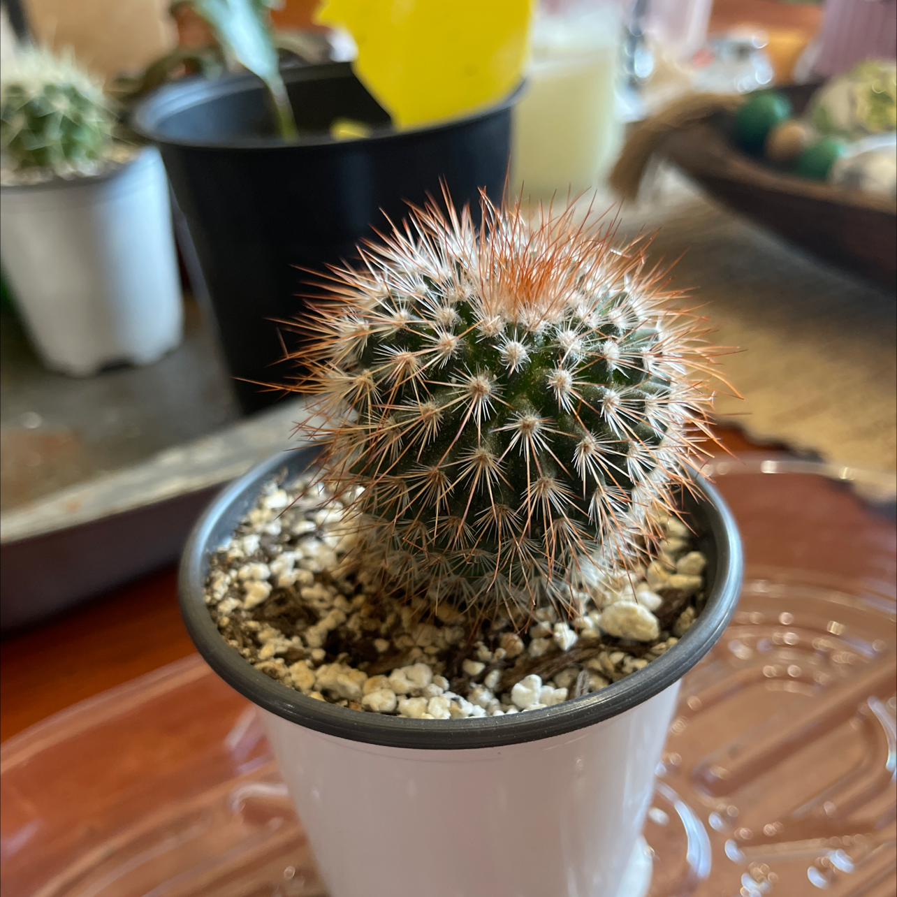 A healthy Mammillaria Formosa cactus in a white pot with visible soil.