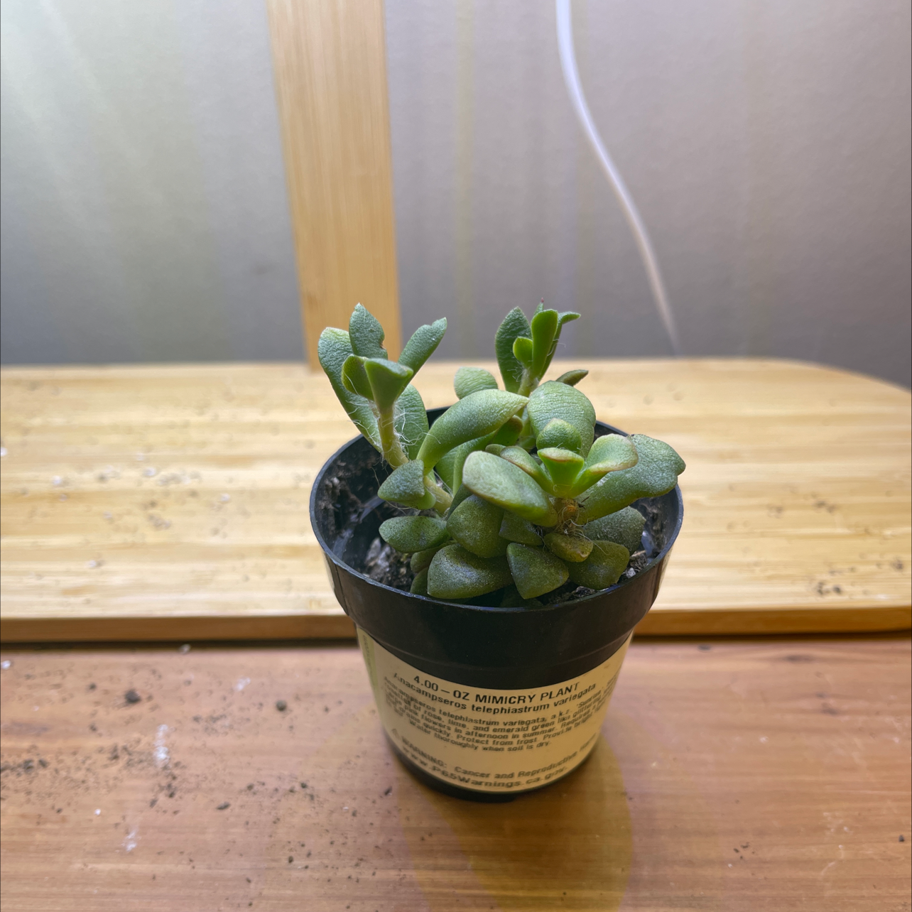 A healthy Anacampseros 'Sunrise' succulent in a small pot with visible soil.
