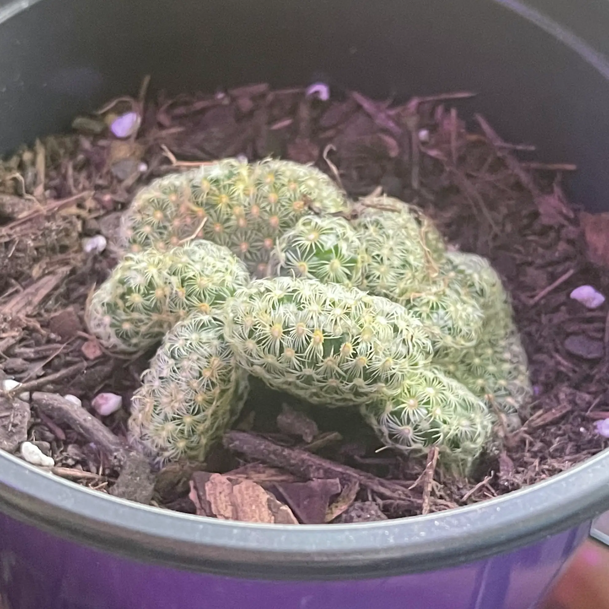 Photo of the plant species Echinofossulocactus palmillas by @Pilotpat4 named Jimmy Neutron on Greg, the plant care app