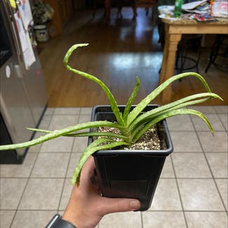 Aloe Vera plant in Russellville, Arkansas