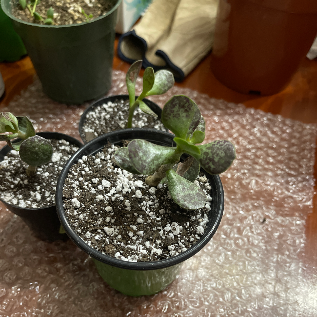 Potted Calico Hearts plant with mottled leaves in focus.