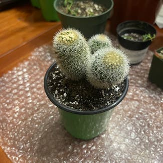 Twin Spined Cactus plant in Russellville, Arkansas