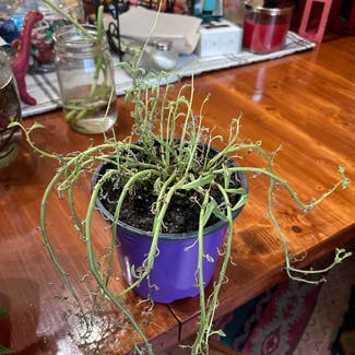 String of Dolphins plant in Russellville, Arkansas