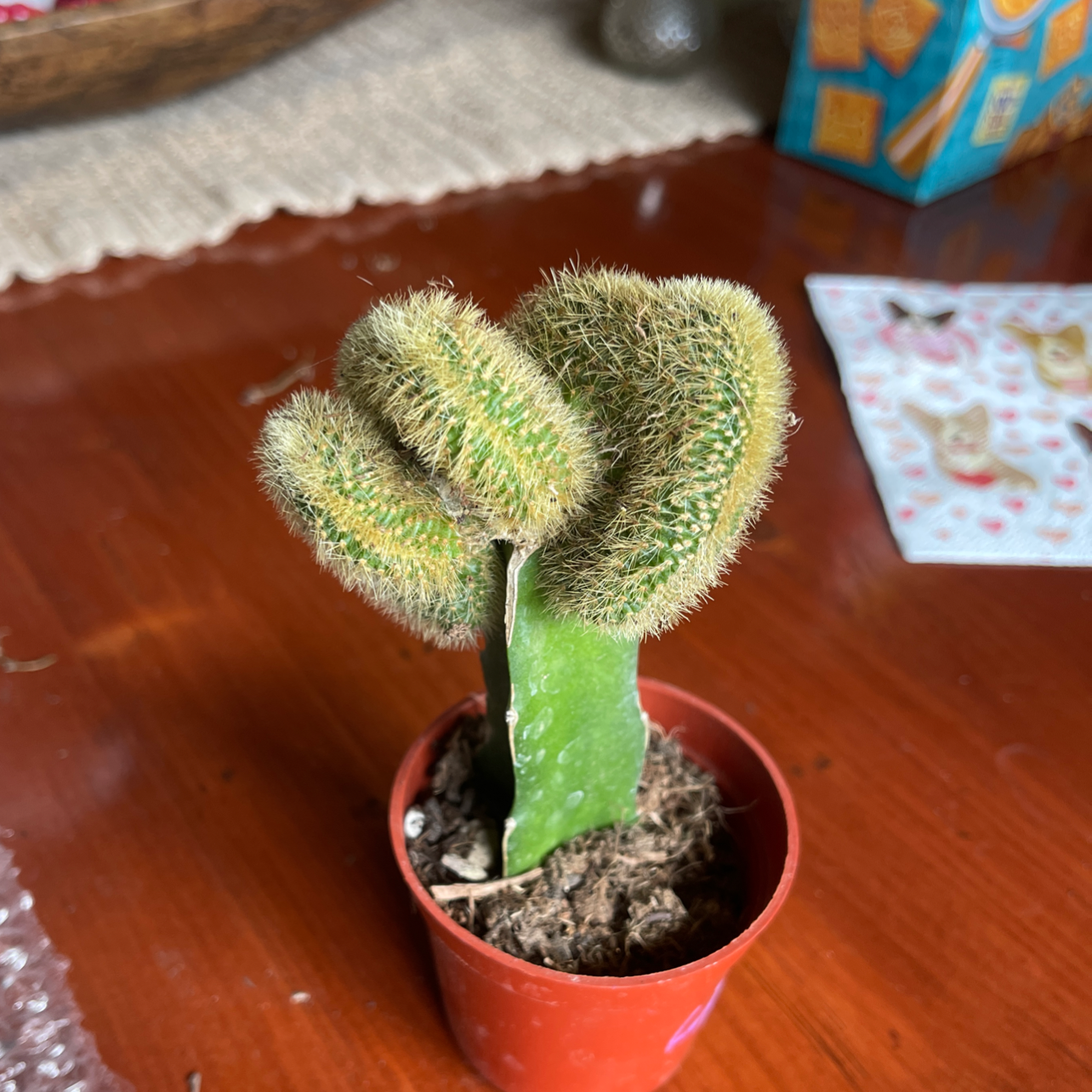 Photo of the plant species 'Cristata' by @Pilotpat4 named Mojo Jojo on Greg, the plant care app