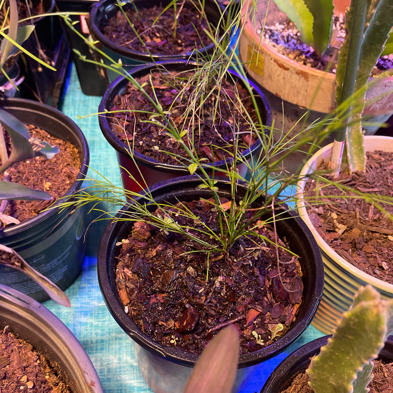 Image of a Firecracker Plant in a pot, surrounded by other potted plants.