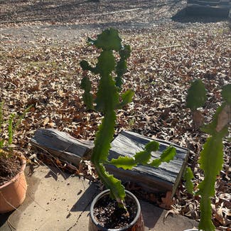Candelabra Cactus plant in Russellville, Arkansas