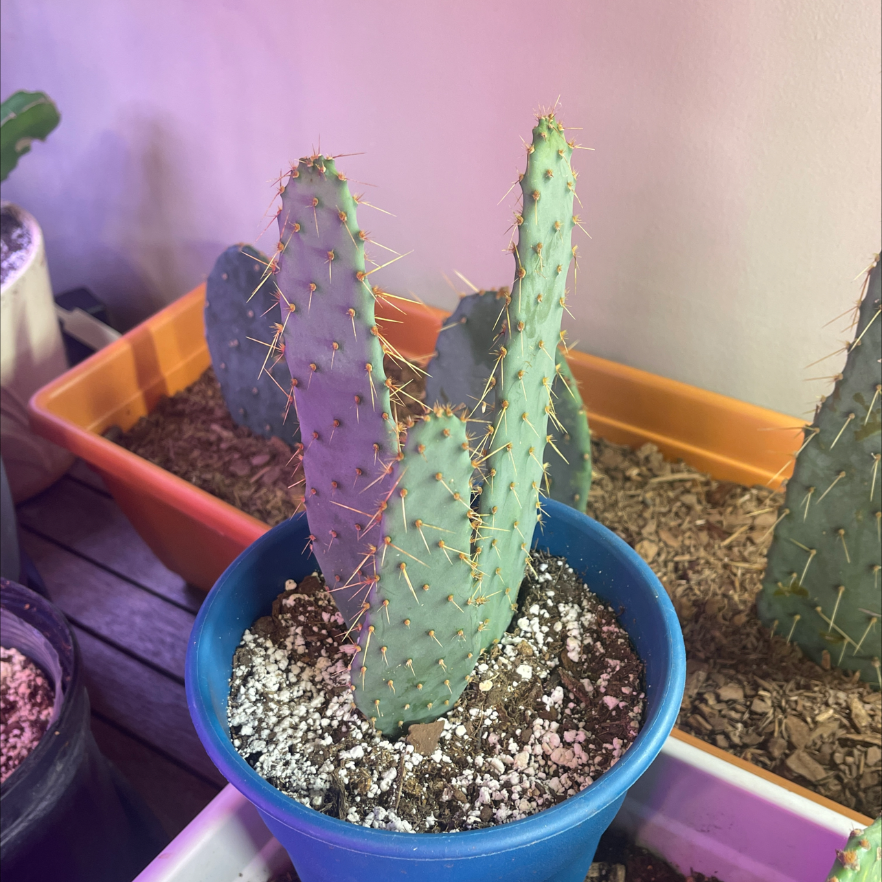 Photo of the plant species Cow's tongue prickly pear by @Pilotpat4 named Otis on Greg, the plant care app