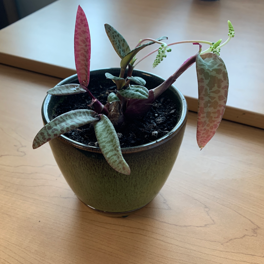 Potted Silver Squill plant with spotted leaves and visible soil.