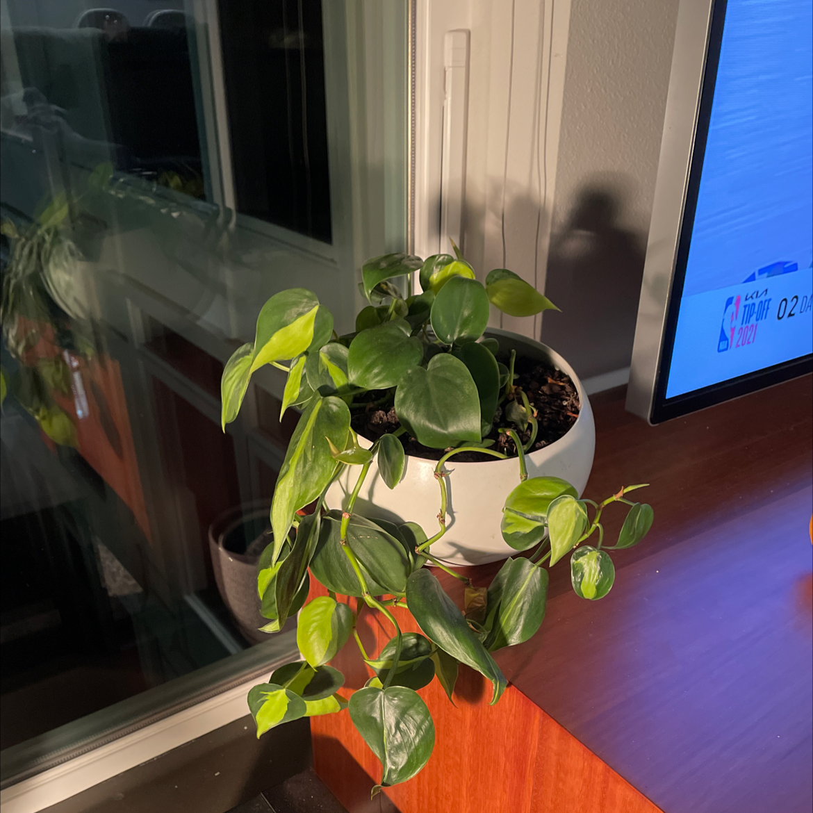 Philodendron Brasil plant photo by Laura named Lizzo on Greg, the plant care app.