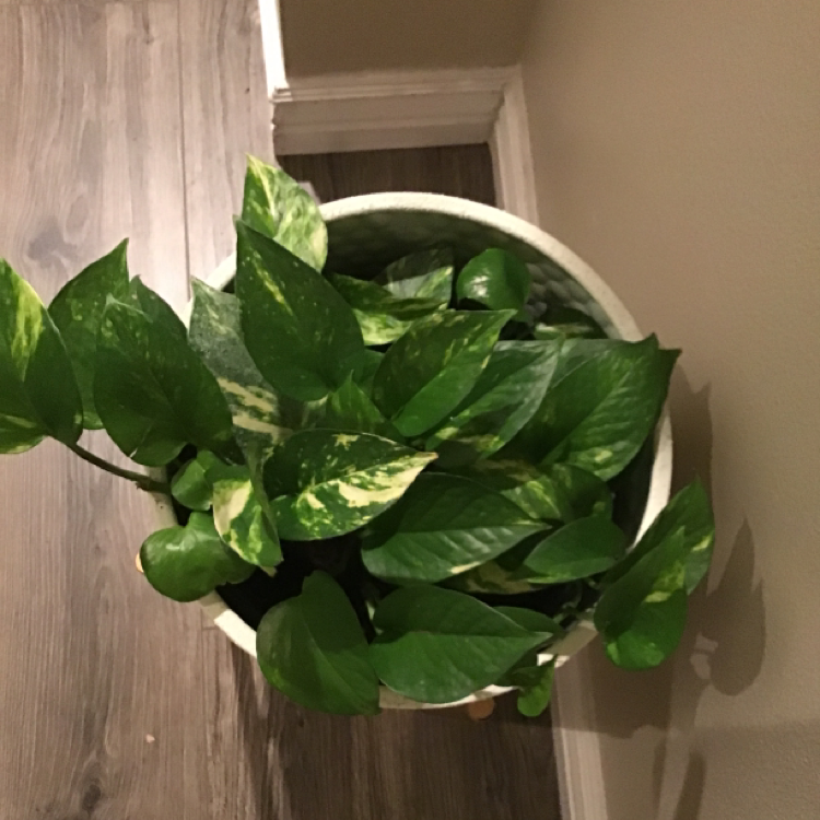 Taro Vine plant photo by @Avik named Momo jr on Greg, the plant care app.